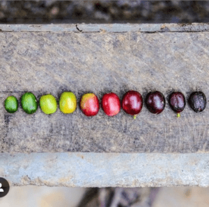 Best Online Coffee Store | Coffee Delivery Service Online - High Noon